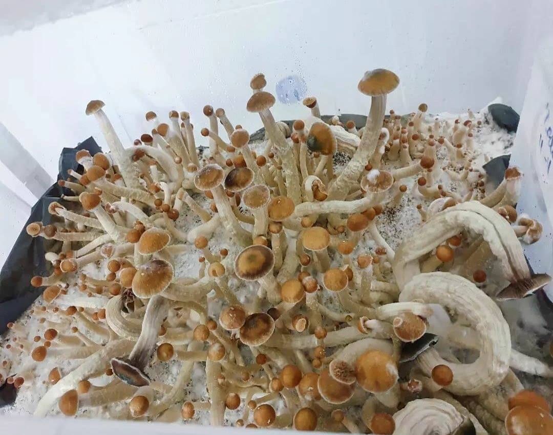Psilocybin Mushrooms